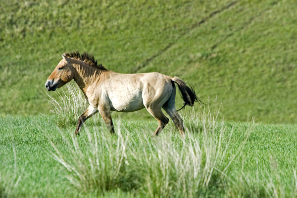 wilderness horsback